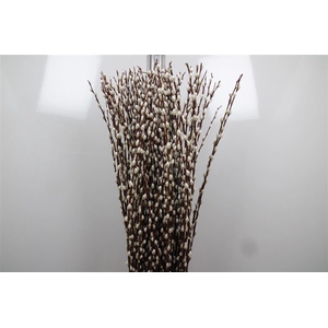 Salix Wilgenkatjes
