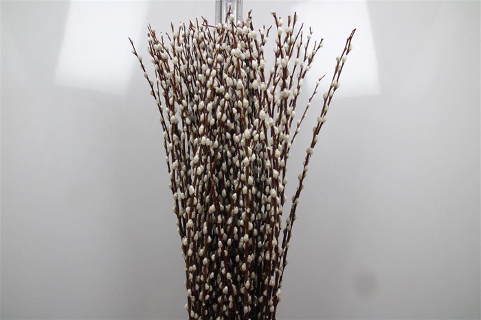 <h4>Salix Wilgenkatjes</h4>