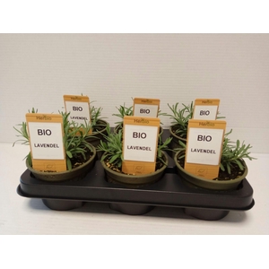Lavendel P12 HERBIO steker