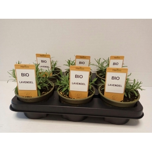 Lavendel P12 HERBIO steker