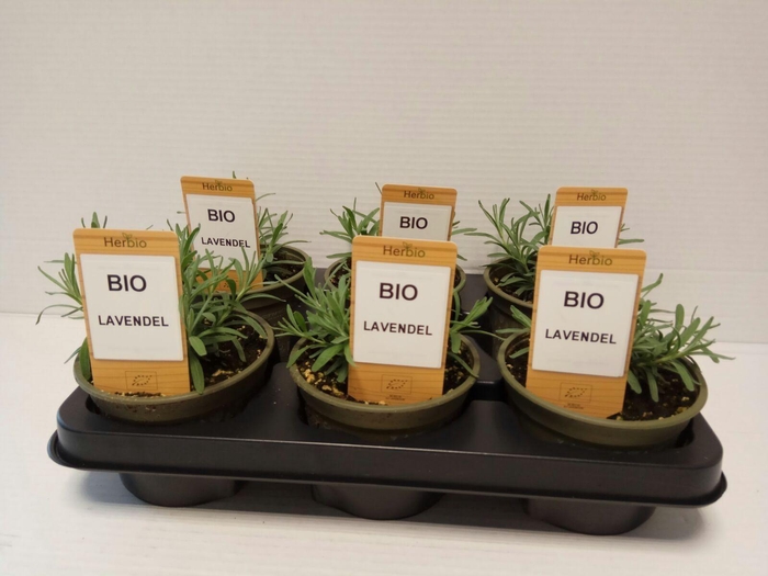 <h4>Lavendel P12 HERBIO steker</h4>