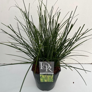 Carex 'Magic Green'