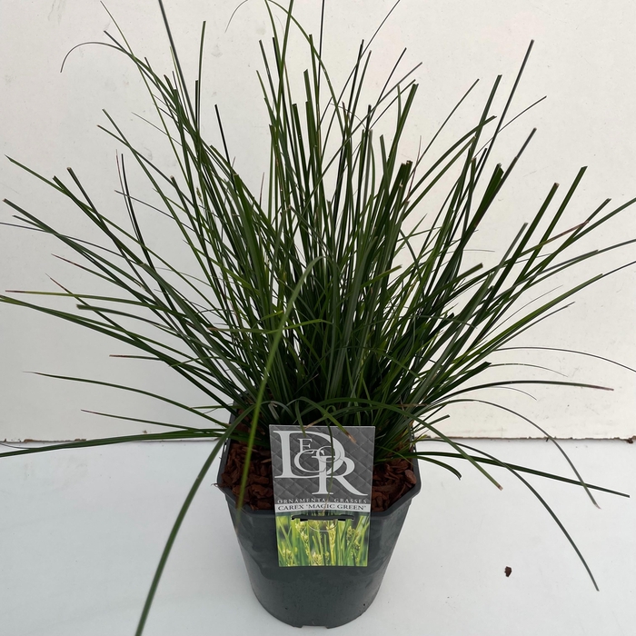 <h4>Carex 'Magic Green'</h4>