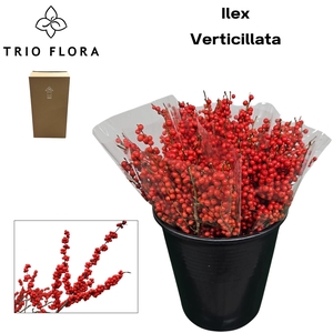 ILEX VE RODE BES Aqua Box 80