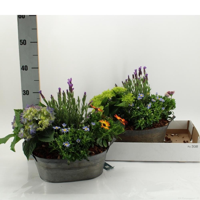 <h4>ARR TUINPLANTEN</h4>