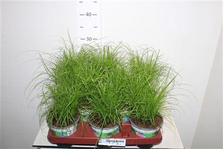 <h4>Cyper Alt Zumula</h4>