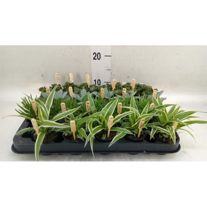 <h4>Planten  ..mix</h4>