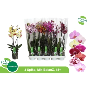 PHAL GEM 8 KL