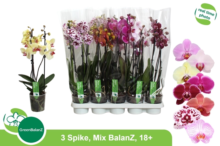 <h4>PHAL GEM 8 KL</h4>