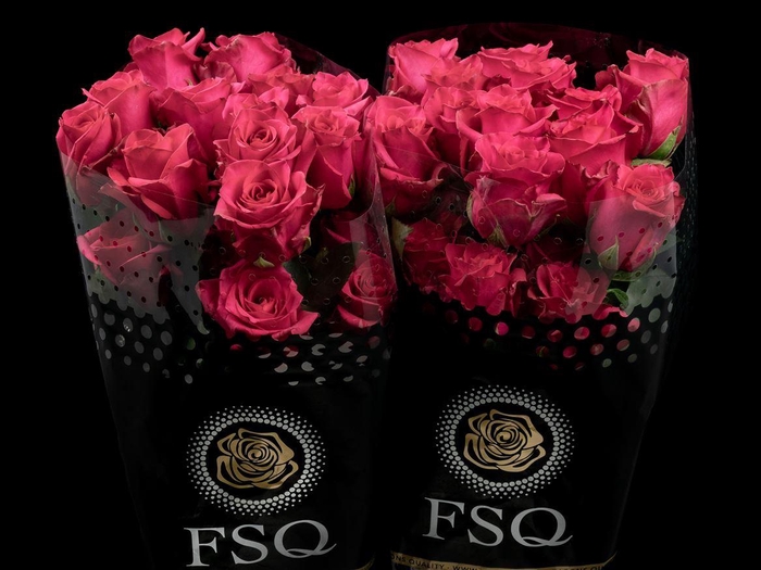 <h4>R GR Hot Explorer</h4>