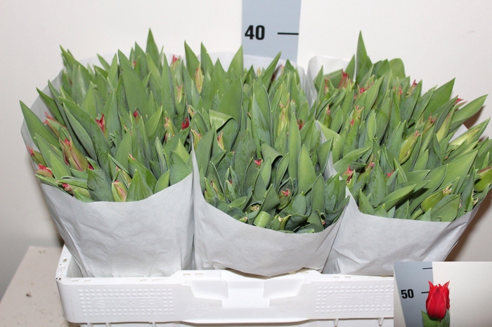 <h4>TU LI PRETTY WOMAN</h4>