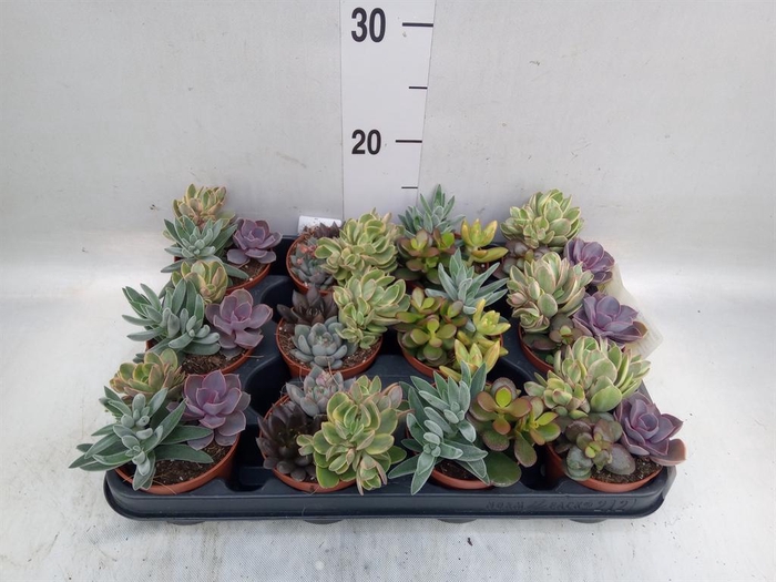 <h4>Succulents   ...</h4>