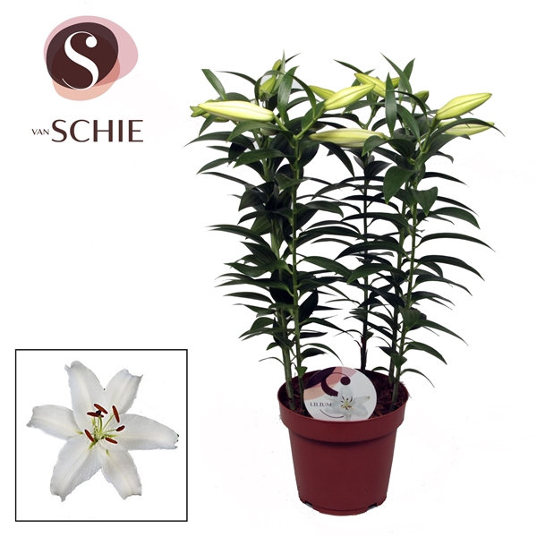 <h4>Lilium Or Helvetia 19cm</h4>