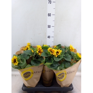 Helianthus an. 'Sunsation Flame'