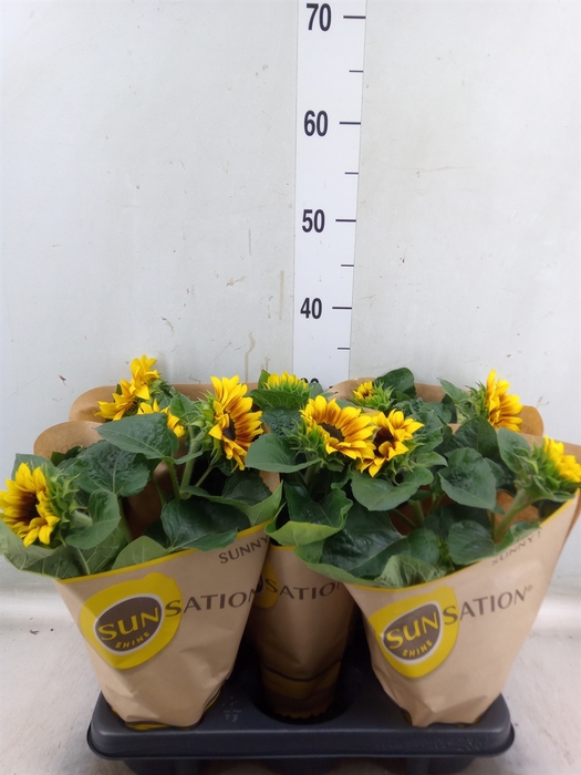 <h4>Helianthus an. 'Sunsation Flame'</h4>