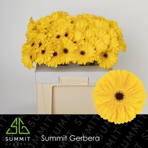 Gerbera Olympic Gold Water