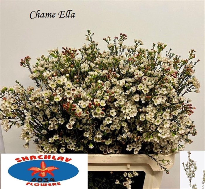 <h4>CHAME UN ELLA</h4>