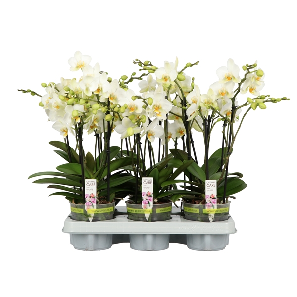 <h4>Flora P12 A2 White 2+ spike</h4>