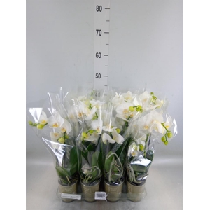 Phalaenopsis   ...white