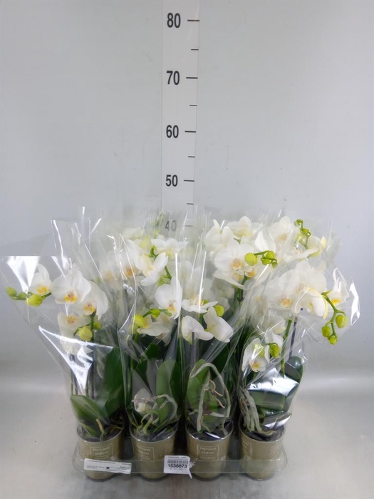 <h4>Phalaenopsis   ...white</h4>