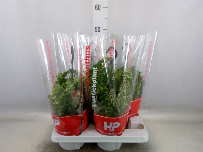 <h4>Aeschynanthus  'Twister'</h4>