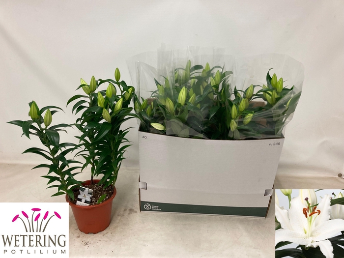 <h4>LIL OR SUN BAHAMAS</h4>