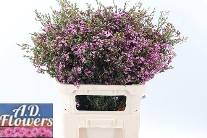 <h4>Cham Un Emma</h4>