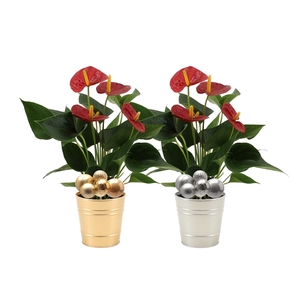 Anthurium Success Red in Diana + stabber