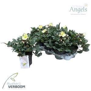 Hellleborus Ericsmithii ViV Olivia