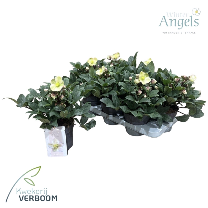 <h4>Hellleborus Ericsmithii ViV Olivia</h4>