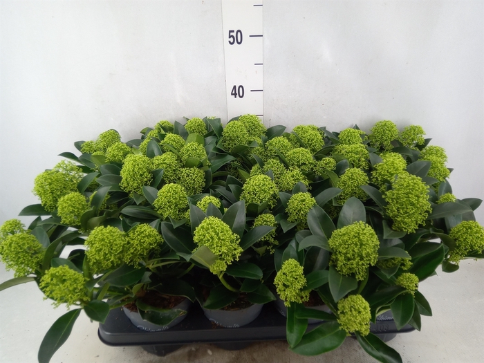 <h4>Skimmia jap. 'White Globe'</h4>