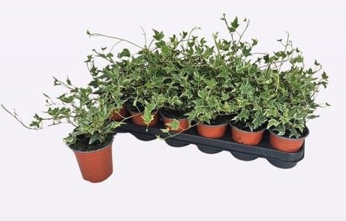 <h4>Hedera helix 'Esther'</h4>
