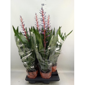 Aechmea  'Blue Rain'