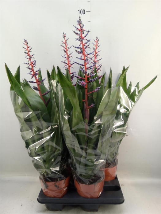 <h4>Aechmea  'Blue Rain'</h4>
