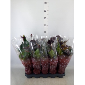 Anthurium andr. 'Chelsey Chocolate'