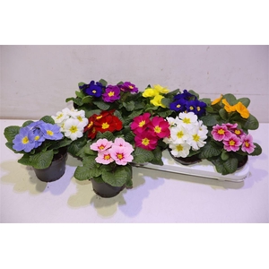 arr8 Prim Acaulis Gemengd