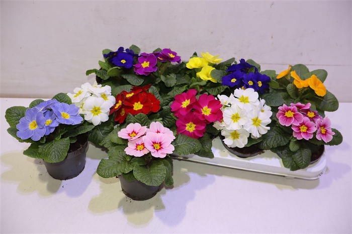 <h4>arr8 Prim Acaulis Gemengd</h4>