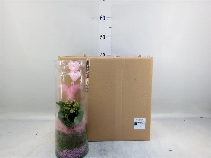 <h4>Arr.    Planten  L%</h4>