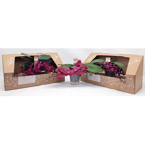 Table Orchid GROEN ROOD