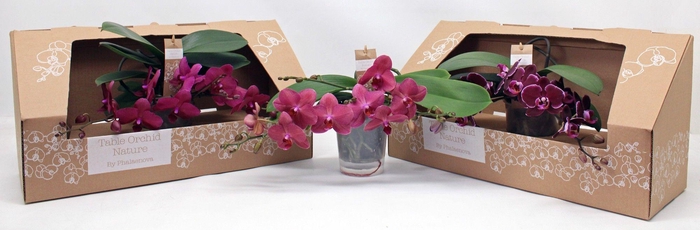 <h4>Table Orchid GROEN ROOD</h4>