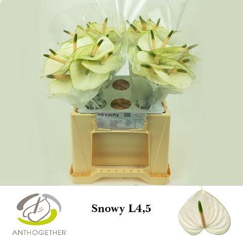<h4>Anthurium Snowy</h4>