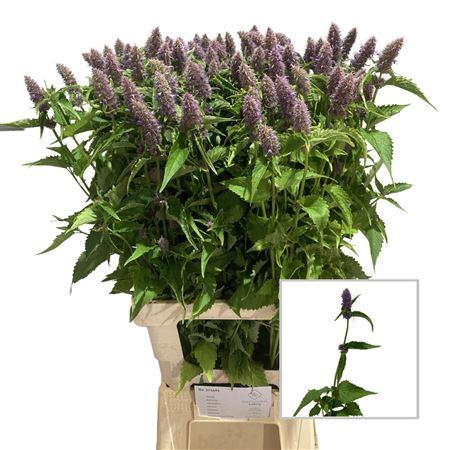 <h4>Agastache Paars</h4>