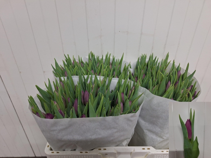 <h4>TU EN LAPTOP</h4>