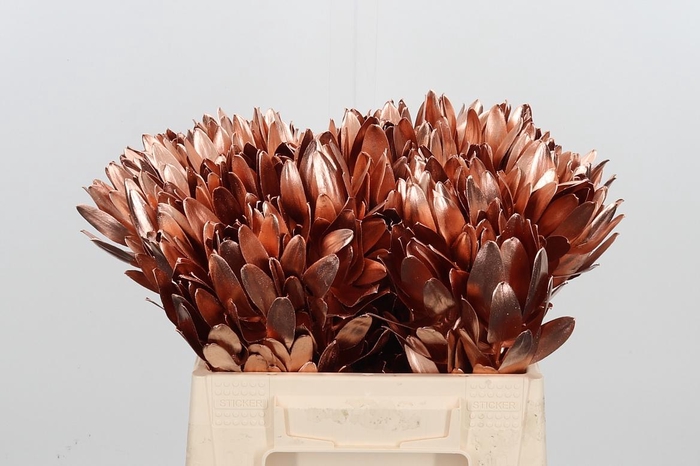 <h4>Leucod Kl Bh Koper</h4>