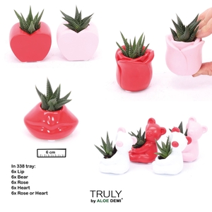 TRULY Succulent, Love mix mini