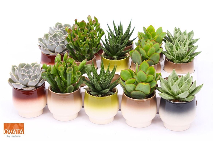 <h4>Succulent Mix In Capri</h4>