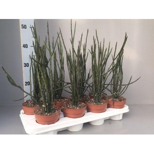 Euphorbia platyclada v.erecta