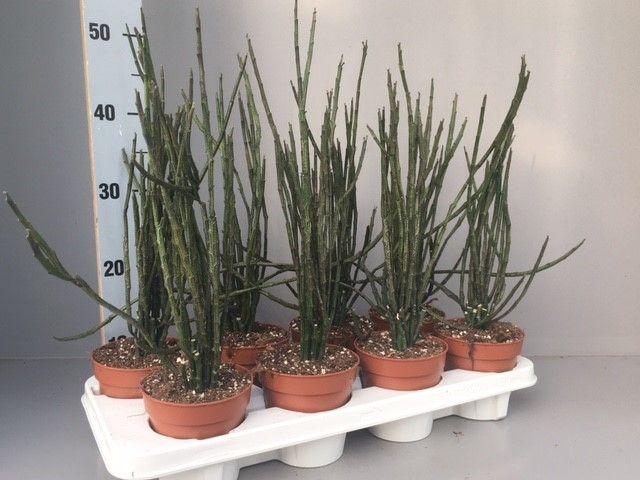 <h4>Euphorbia platyclada v.erecta</h4>