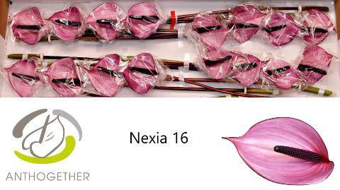 <h4>Anthurium Nexia</h4>