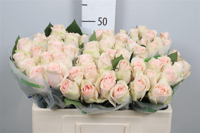 <h4>R Gr High & Bridal</h4>